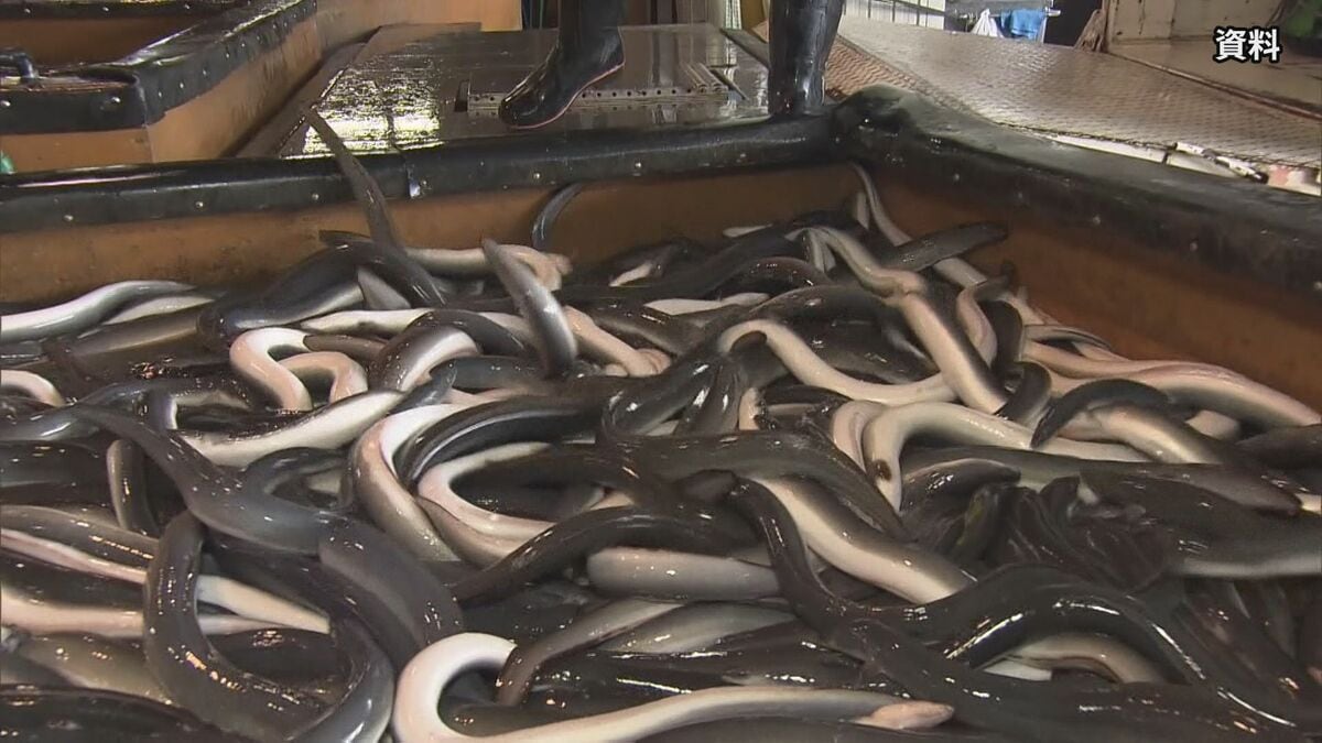 「ワシントン条約」締約国会議 きょうニホンウナギなどの取引規制提案の採決