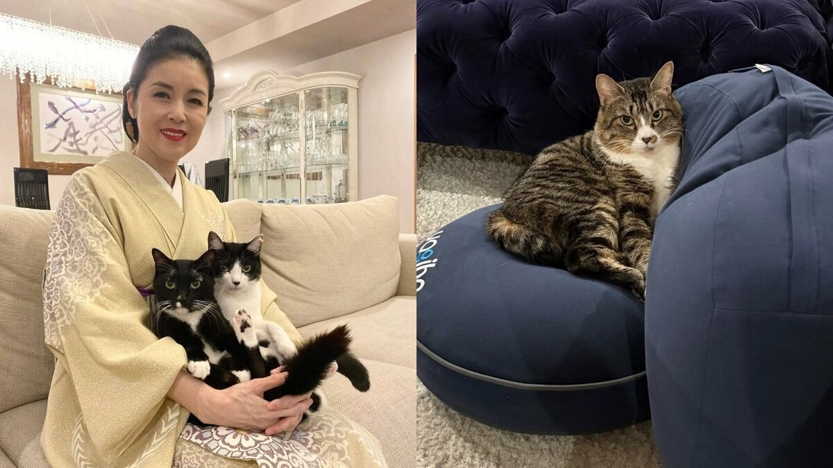 【 ねこ 】藤あや子さんの保護猫「じゃこ天」 3か月で「もうベテラン家猫感」クッション独占でドヤ顔