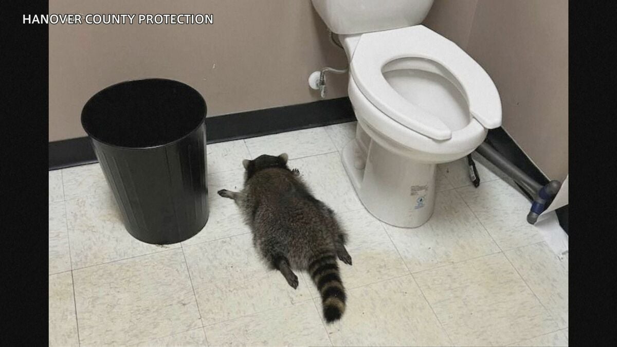 犯人は泥酔したアライグマ　酒屋に侵入しトイレで爆睡　米バージニア州