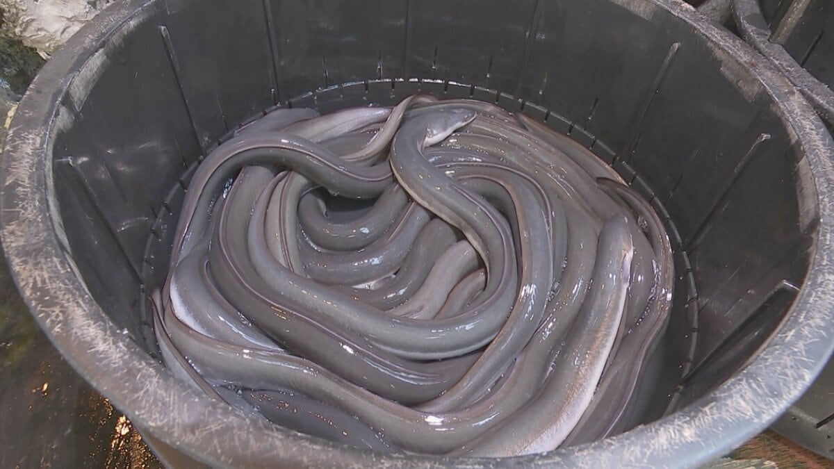 ウナギ取引規制案「見送り」 ワシントン条約締約国会議