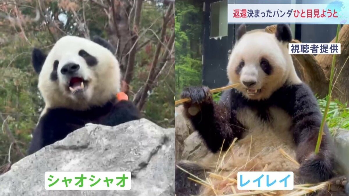 「お別れ」発表後はじめての週末 上野動物園前に長い列 パンダ「シャオシャオ」と「レイレイ」 予約なしでの観覧はあす(21日)が最終日