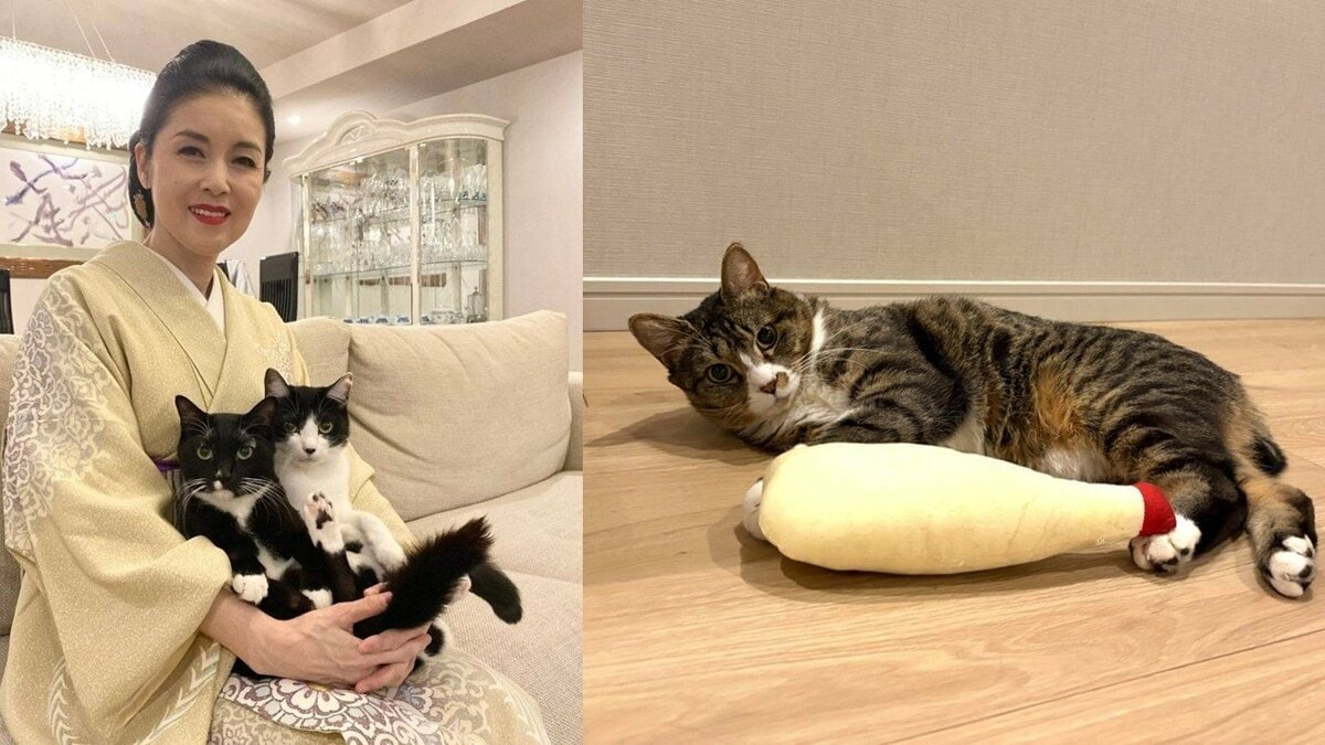 【藤あや子】今年最後の身支度「問題はじゃこだね〜」 苦悩を告白「せっかくのおもちゃも爪が引っかかってるし、やっぱり病院で切ってもらうしかないのかな」