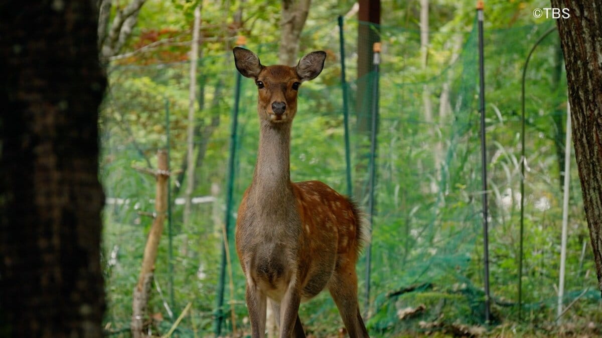 「飢えた鹿はトリカブトも食べる」”鹿に食いつくされる八ヶ岳の森” 山小屋で働く小屋番が抱く危機感「このままでは八ヶ岳の森が消えてしまう」