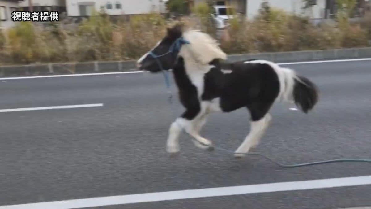 道路上にいたのは…馬！？平塚八幡宮の神馬が一時脱走　けが人なし　神奈川・平塚市