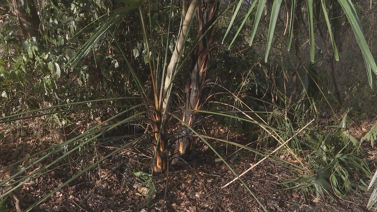 宇都宮市で2件の下草火事　今月18日にも市内で6件の同様の火事　警察が放火の可能性もあるとみて関連捜査