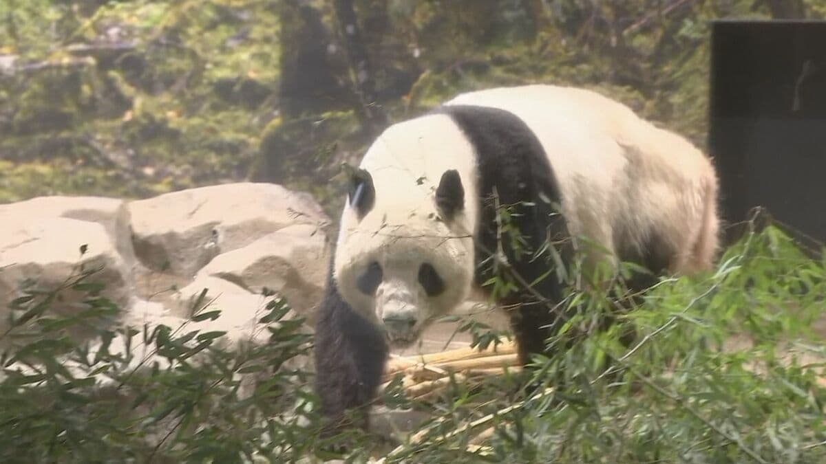 ついにさよなら　上野動物園の双子のパンダ「シャオシャオ」「レイレイ」　あす中国へ出発　国内では54年ぶりのパンダ不在に