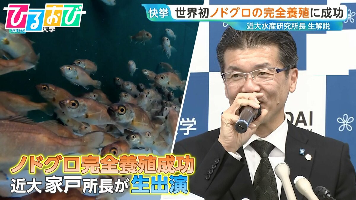 光でパニック…『ノドグロ』完全養殖成功までの苦難の道のりを近大・研究所長が解説　食卓にはいつ並ぶ？【ひるおび】
