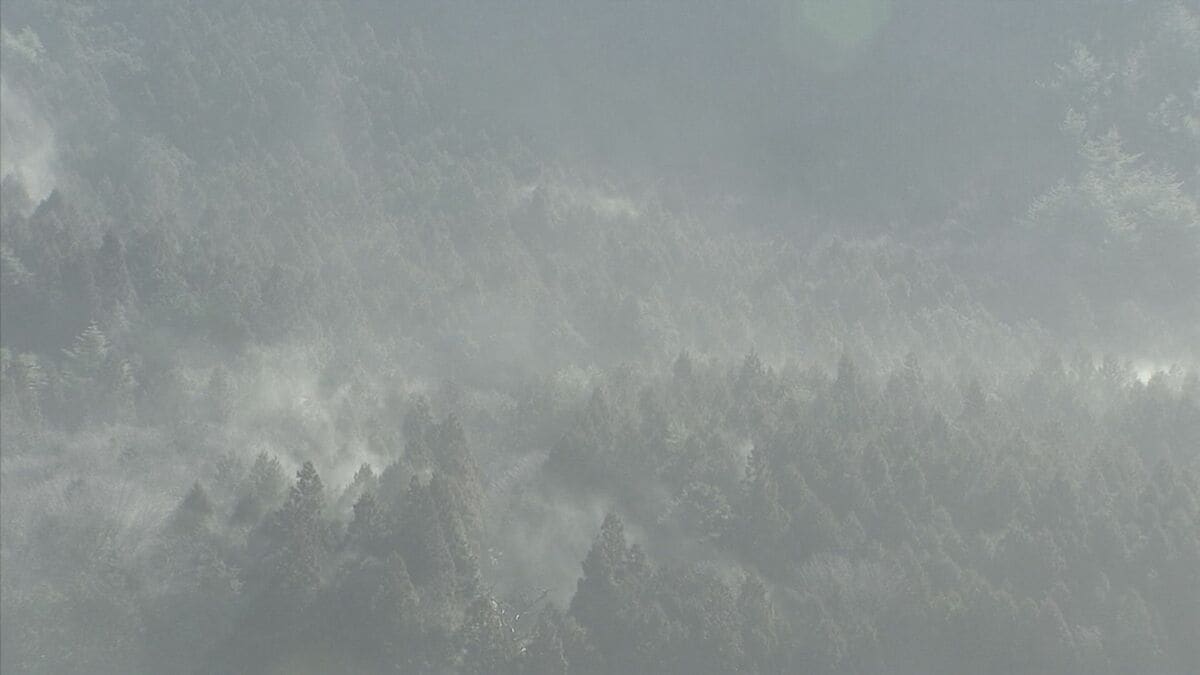 【速報】東京都「花粉の飛散開始」発表　多摩地区では13日、23区では14日に飛び始め　今年は去年比1.4倍の予測