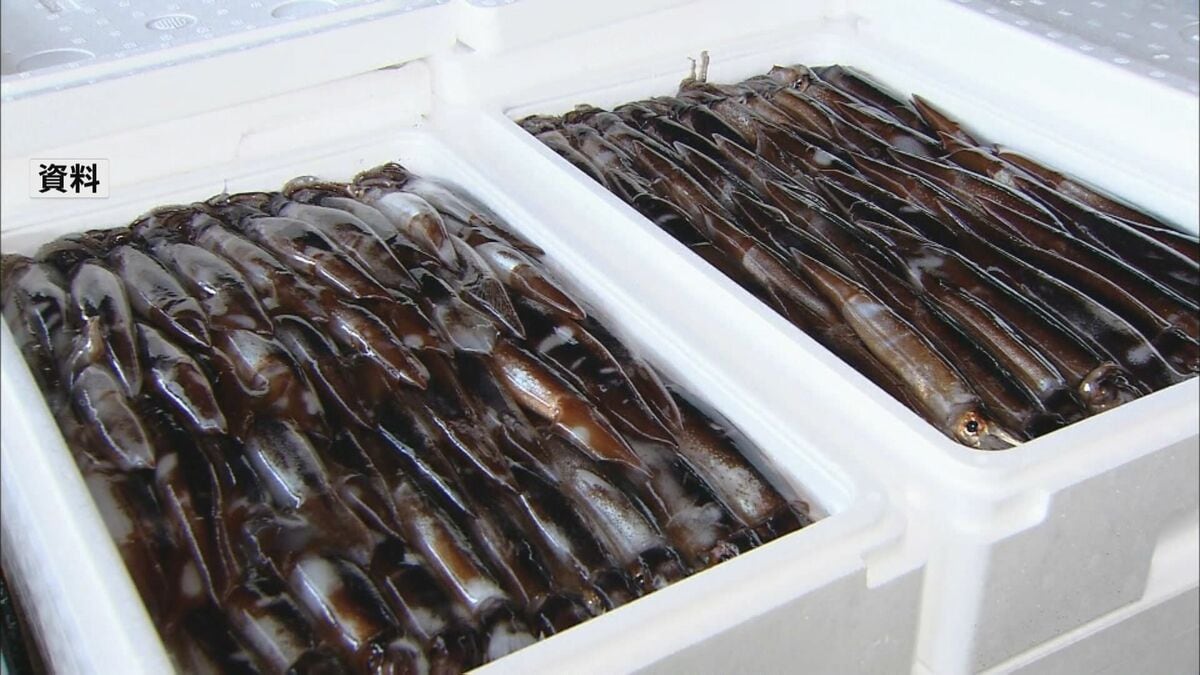 新年度のスルメイカ漁獲枠6万8400トンに 水産庁の審議会が正式決定 今年度の3.5倍