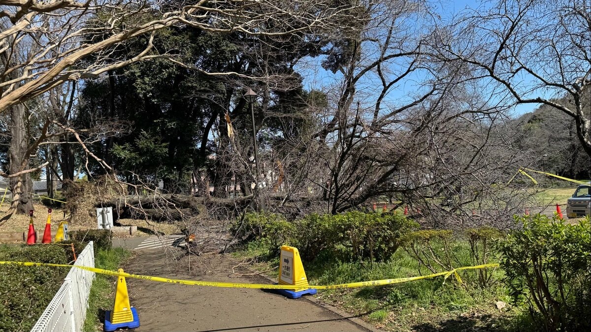 「大きな木が根元から...」桜の木が倒れ70代女性が下敷きに　腰など挟まれけが　場所は都内有数の花見スポット「砧公園」