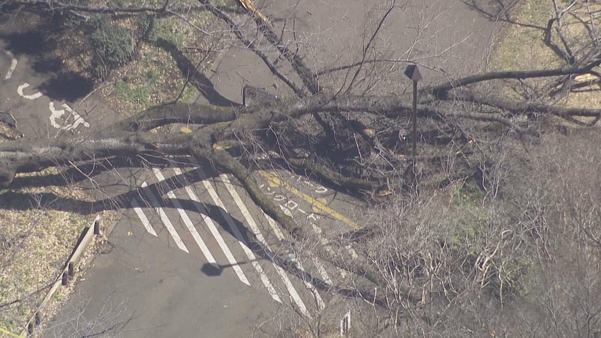 「根にキノコが…」東京・砧公園で大木が根元から倒れ高齢女性がけが　原因と対策は？専門家が語る 「大事なのは管理する側の点検や診断」