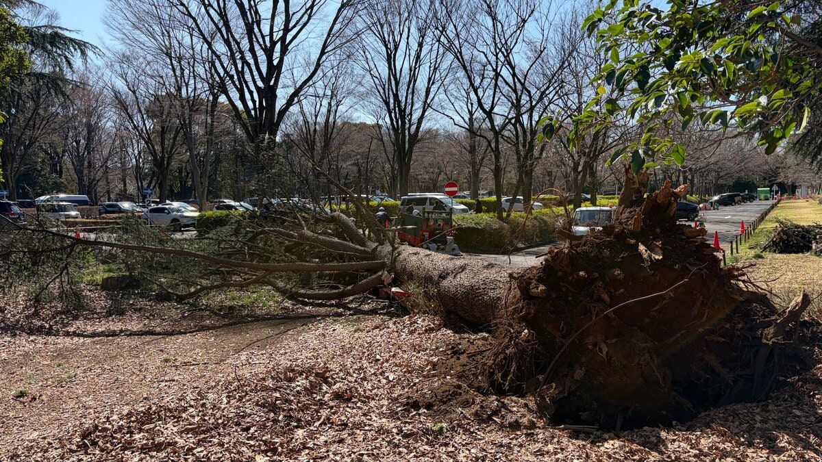 東京・世田谷区　砧公園で2日連続の倒木　駐車場の車2台が巻き込まれる