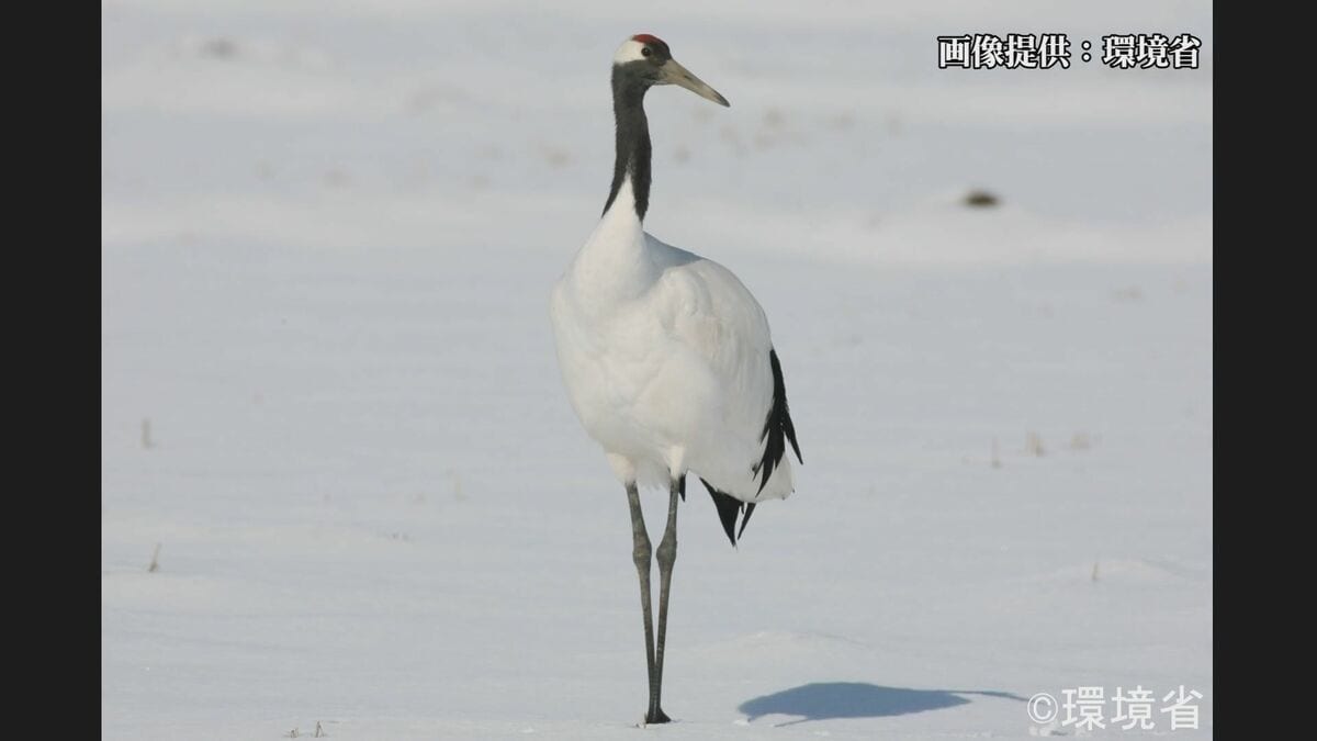 タンチョウを絶滅危惧種から除外　ニホンイシガメが新たに絶滅危惧種に　「レッドリスト」を公表　環境省