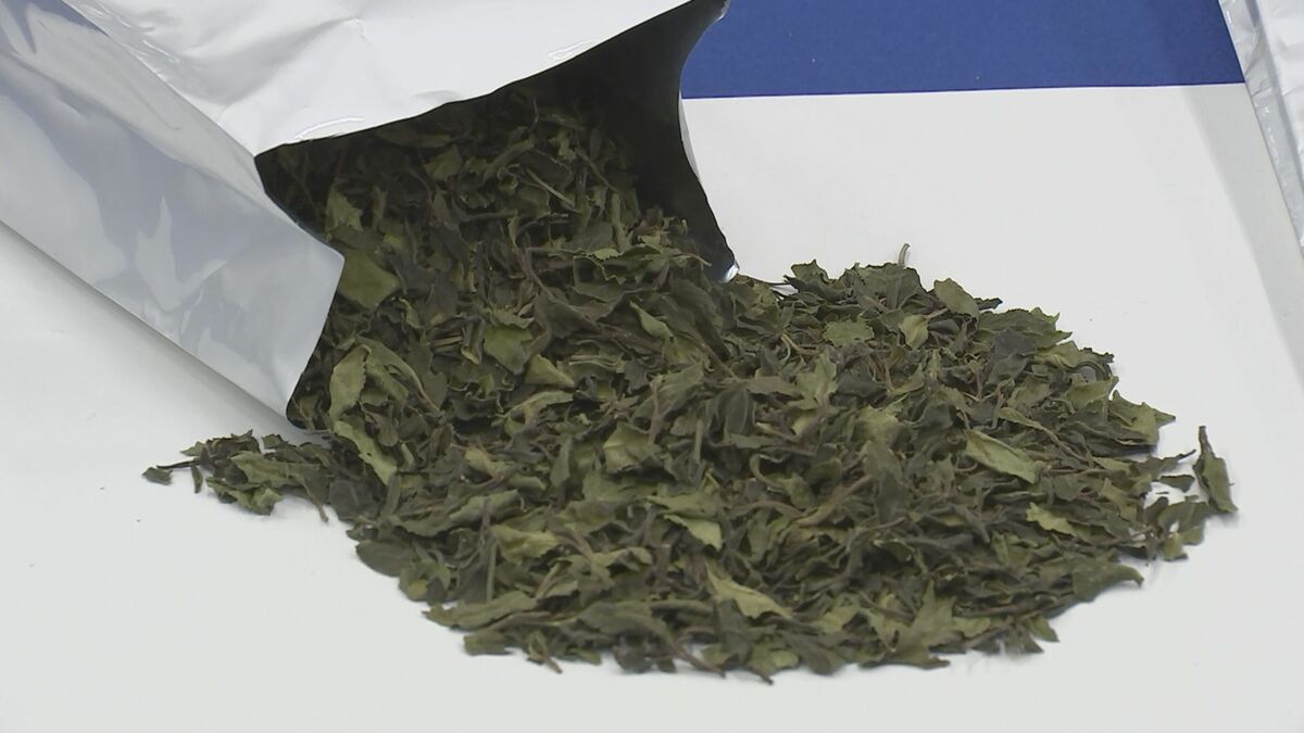 向精神薬含む植物「カート」を密輸か ソマリア国籍の男（48）を逮捕・起訴　麻薬取締法違反での「カート」摘発は全国初 約250キロを押収　麻薬取締部