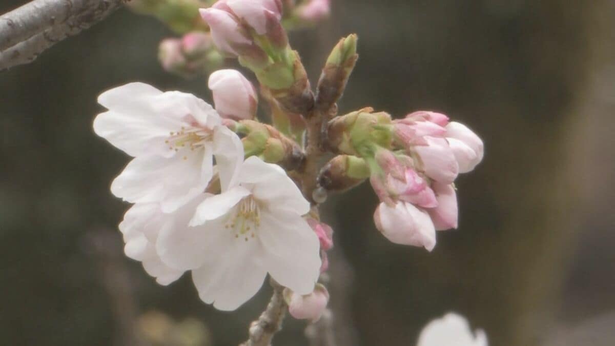 【速報】東京の桜　きょう午後2時にも開花発表か　平年より5日早く　気象庁