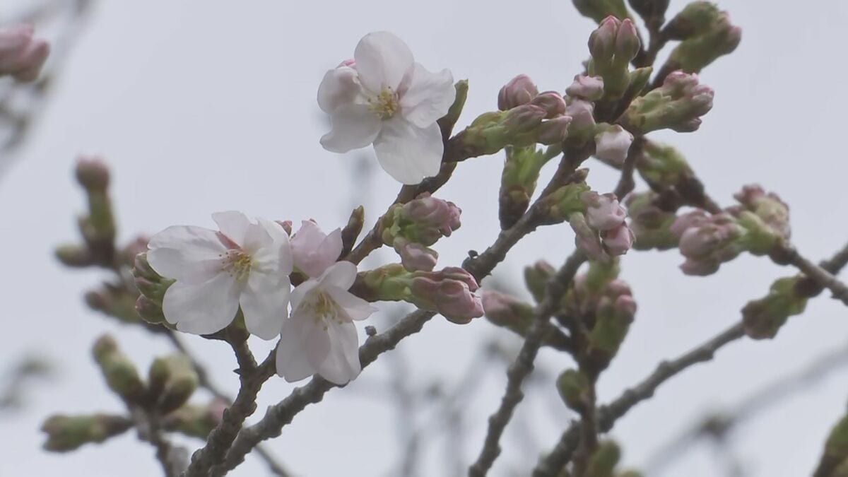 【速報】東京の桜開花発表　平年より5日早い　靖国神社で61輪の開花確認　気象庁