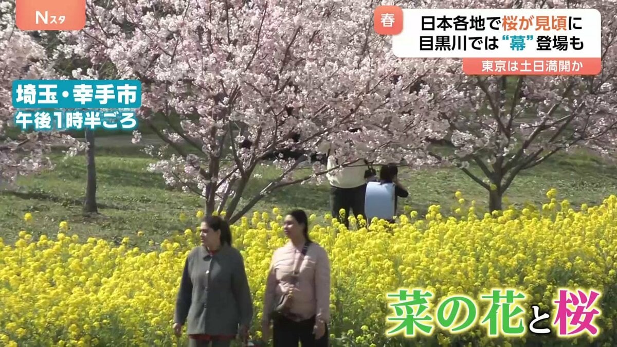 東京の桜満開は? 各地で桜が見ごろ 絶景!菜の花とのコラボも なぜ?桜の名所「目黒川」では巨大幕が登場