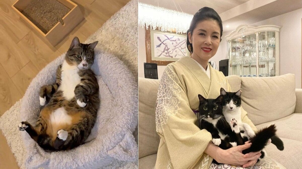 【 藤あや子 】保護猫・じゃこ天に「祝 野生放棄」 リビングで寛ぐ姿に安堵も フォロワー共感「じゃこ天くんのヘソ天」
