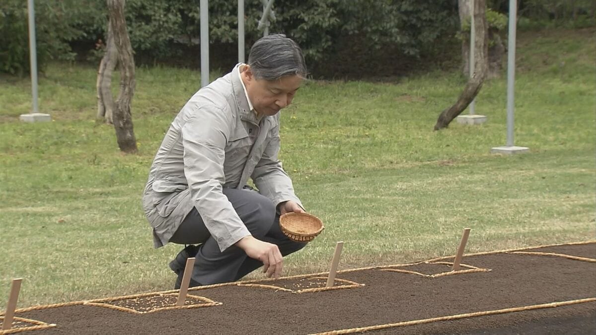 天皇陛下が皇居で「お手まき」 昭和天皇の時代から続く稲作行事始まる