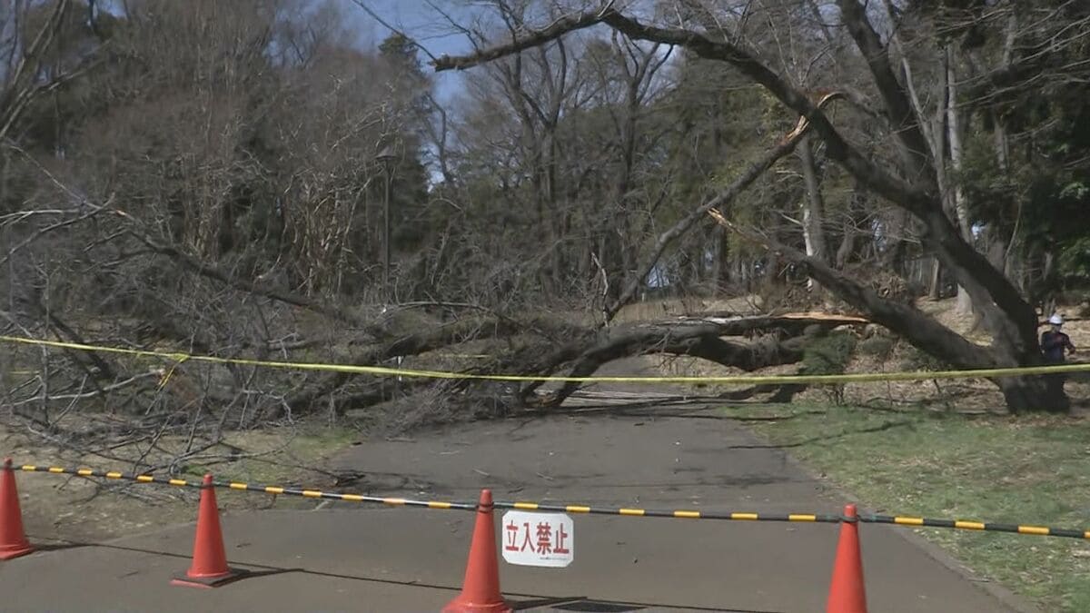 倒木相次ぐ砧公園で緊急点検　初日のきのう「倒木のおそれ8本」　診断結果の検証や確認経て順次伐採など検討へ