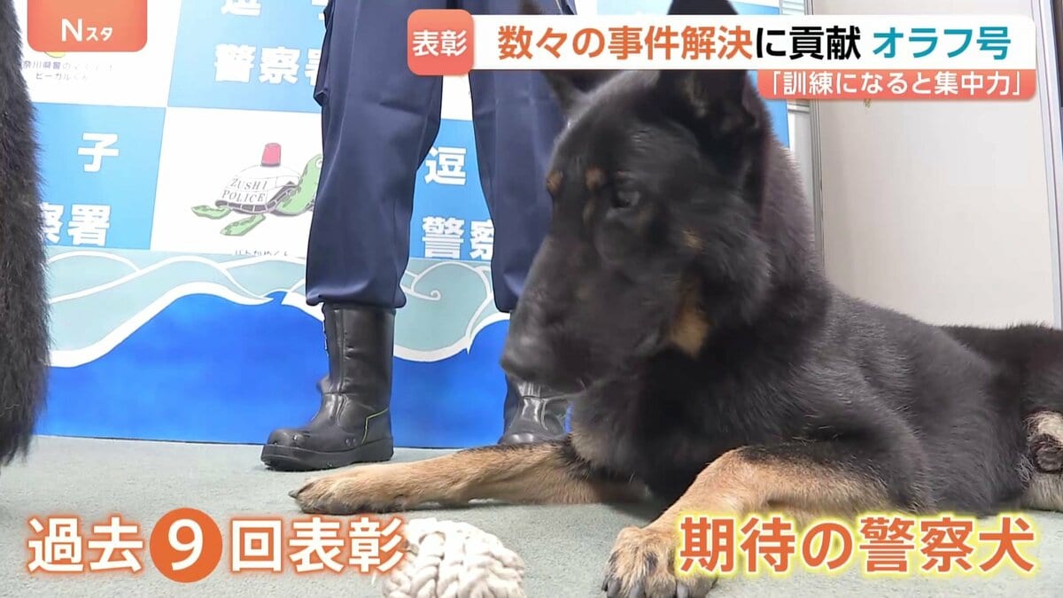期待の警察犬「オラフ号」　行方不明高齢男性の発見に貢献で表彰　数々の事件解決に貢献　過去9回表彰　“訓練になると集中力出す”　神奈川県警