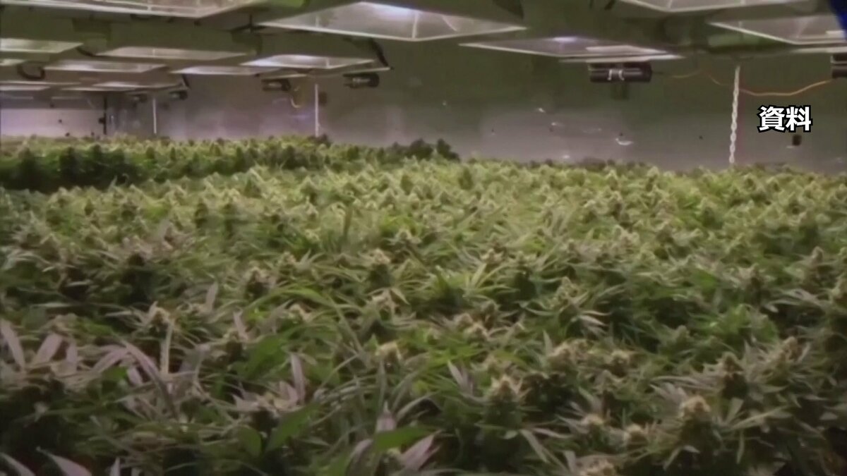 トランプ政権　医療用大麻の規制緩和　ヘロインと同等→鎮痛剤と同等に分類見直し