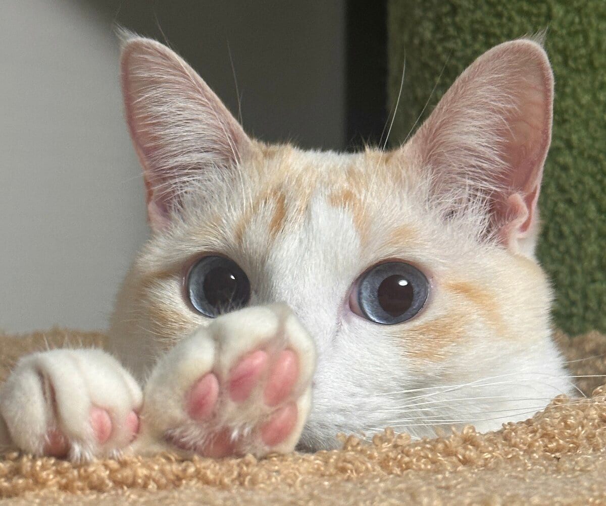 「猫も人も救いたい…」猫の死因トップ “腎臓病"の新たな治療薬 農水省へ承認申請「単に寿命を延ばすのではなく元気で長生きできるように」開発者が“徹夜”で急いだ理由とは