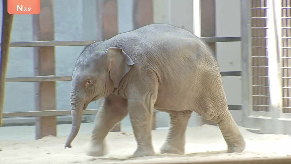 アメリカ・ワシントンの動物園でアジアゾウの赤ちゃん一般公開　この動物園で絶滅危惧種指定のアジアゾウ誕生は25年ぶり　生後2か月で体重200キロ超　名前は「リン・マイ」