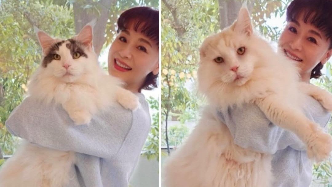 【 大地真央 】大型の愛猫2頭〝すくすくそだって12キロ〟抱き上げて「めでたく5さい」を報告