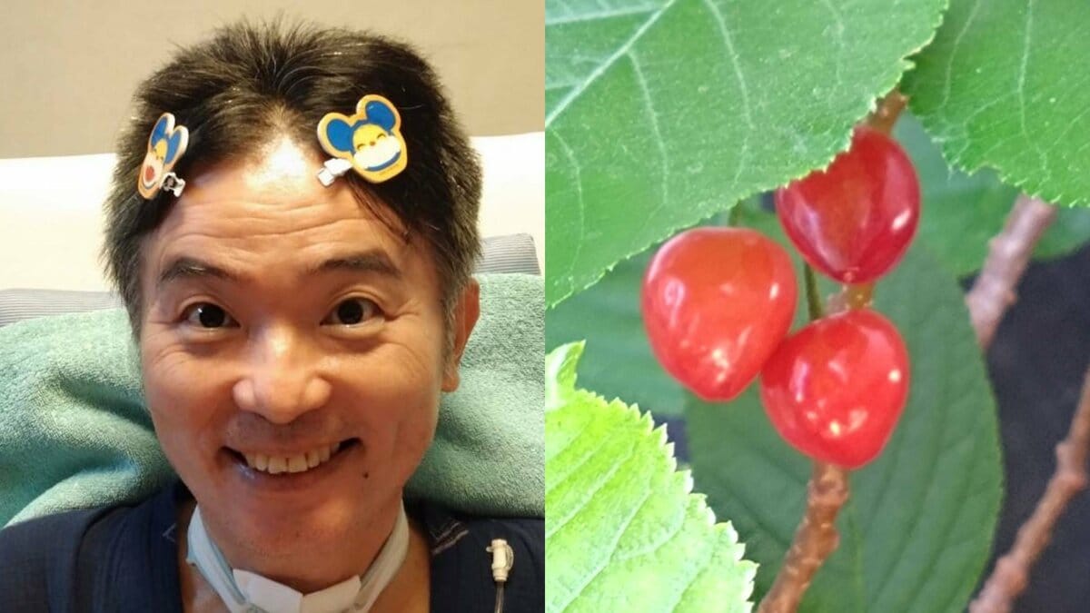 【 ALS闘病 】声優・津久井教生さん ベランダ桜のサクランボの実「そぉっと育っていたのです♪」「しかも3粒並んでいます〜」【ニャンちゅう】