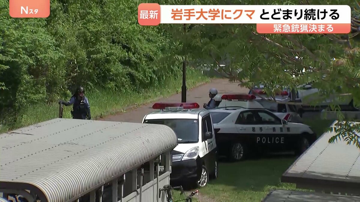 岩手大学にクマが出没・敷地内に留まる　「緊急銃猟」盛岡市内で初の実施を決定　麻酔銃による捕獲・駆除へ