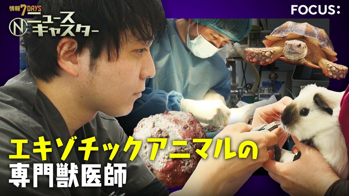 【衝撃手術】カメの甲羅を切る…巨大“尿路結石”400gを摘出！「10軒断られた」行き場のない動物たちの“最後の砦” エキゾチックアニマル専門獣医師に密着！