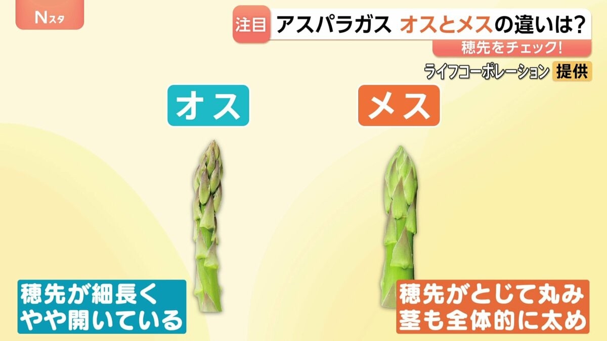 「太くて甘い」初夏のアスパラガス 実は“オス”と“メス”がある!?見分け方や味の違いとは メスは食感もやわらかい!?
