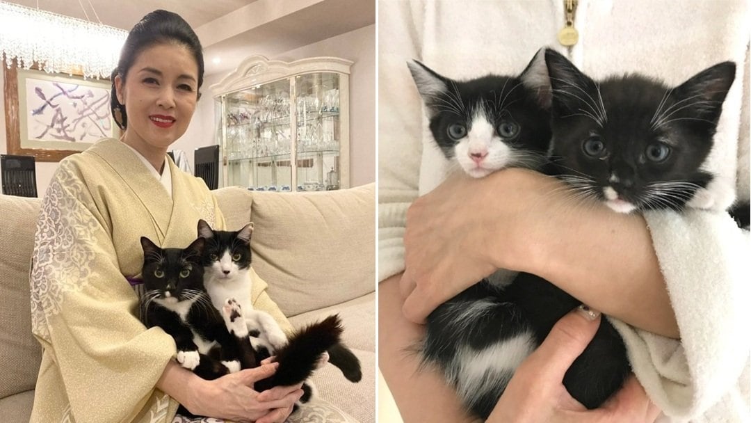 【 ねこ 】藤あや子・愛猫マル＆オレオ「祝 生誕」「本日7歳になりました！」仔猫時代ショットも投稿「生まれてくれてありがとう」