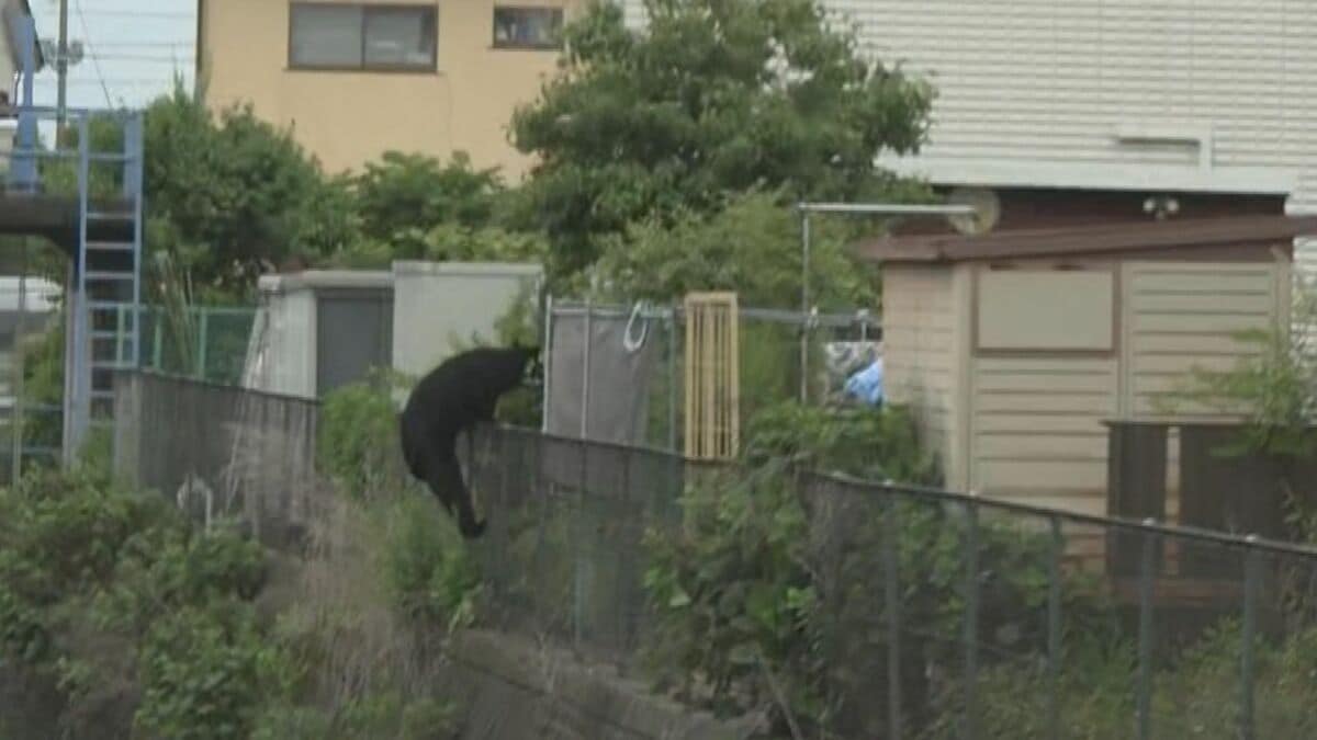【速報】栃木県宇都宮市で相次ぐクマの目撃情報 JNNのカメラがクマの姿を住宅街で捉える