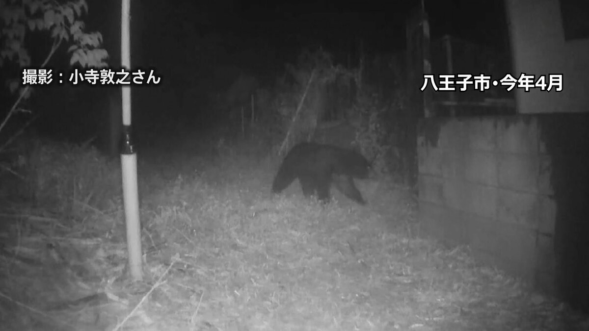 東京都がツキノワグマの狩猟解禁へ 来年度から 解禁は約20年ぶり クマ検知AIなど民間技術活用などクマ対策に注力 議会答弁で表明