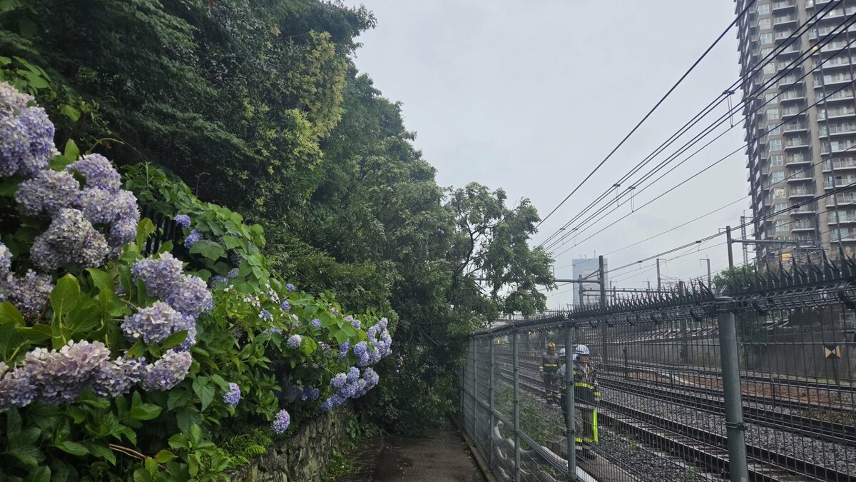 【速報】倒木が走行中の電車に接触 湘南新宿ラインが一部区間で運転見合わせ 再開見込みは午後6時50分ごろ JR東日本