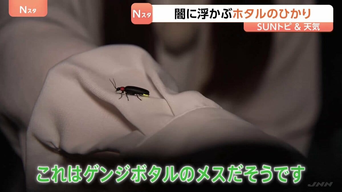 “こんなにたくさんのホタル見たの初めて”「ホタルのひかり」は求愛行動　鑑賞会に参加 埼玉・秩父市上町【SUNトピ】