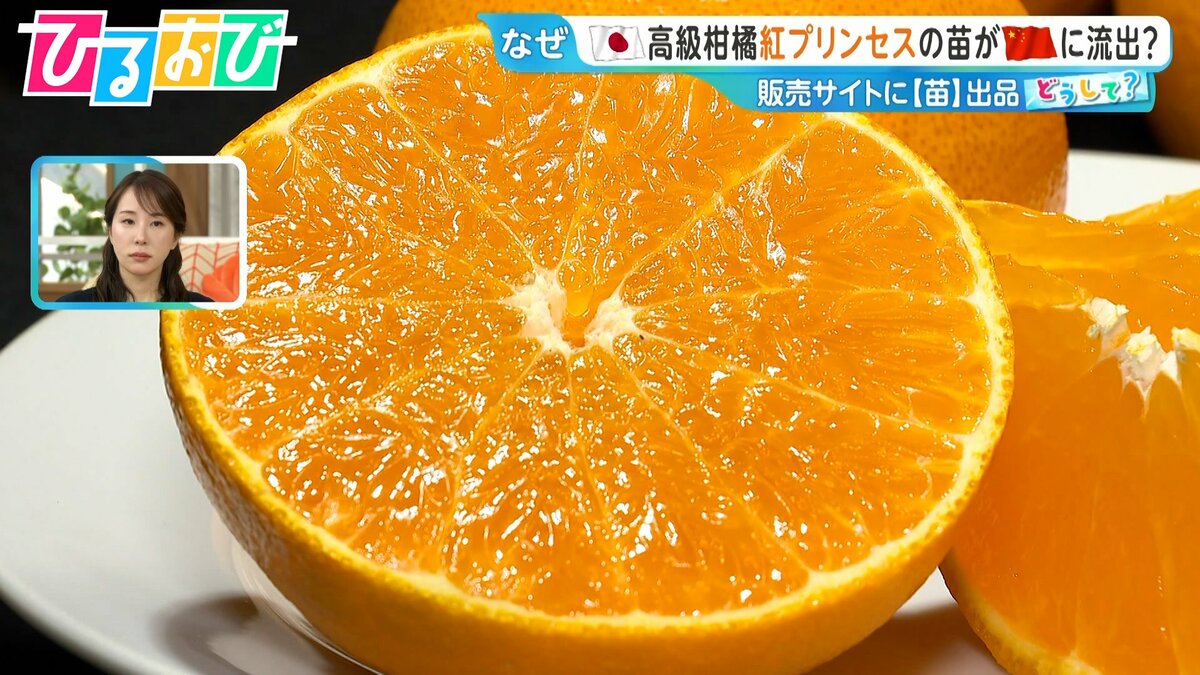 “ゼリーのような食感”『紅プリンセス』の苗木が中国に流出？愛媛の農家「かなりの脅威」国産ブランド果物を守るには【ひるおび】