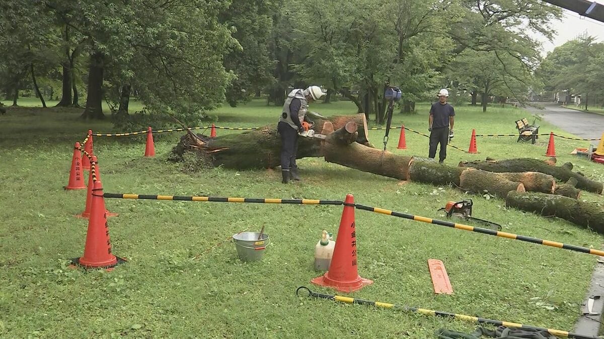 小金井公園で倒木　高さ約13メートルのサクラ　台風の影響の可能性も