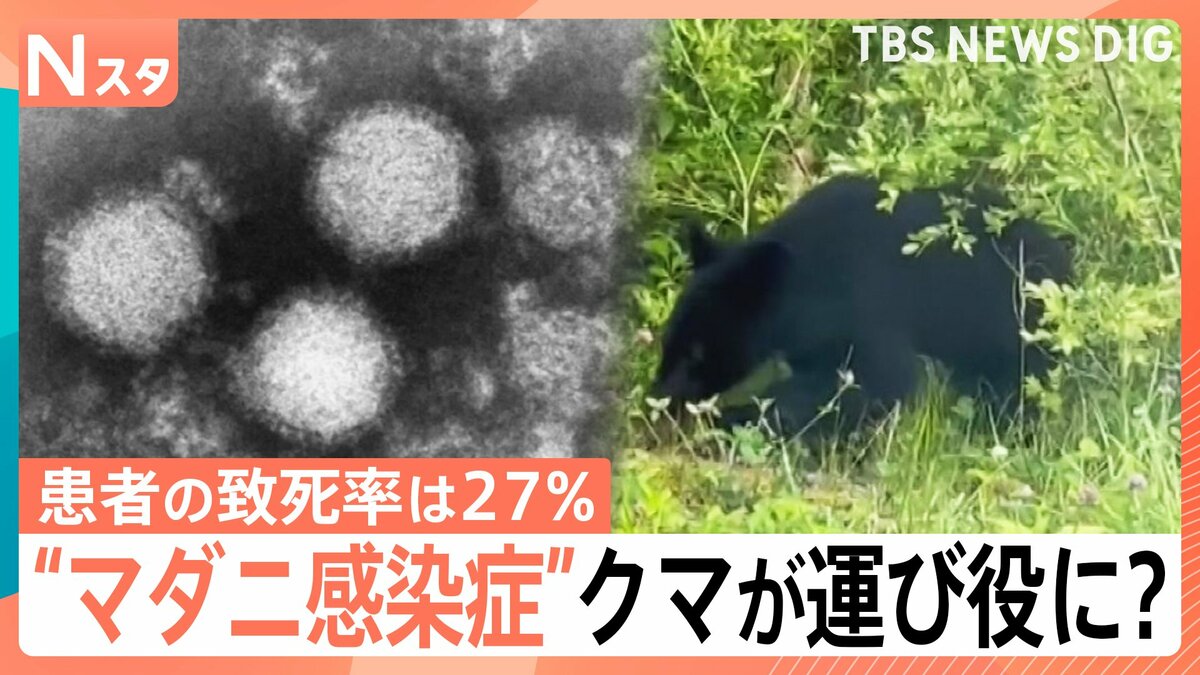 患者の致死率27％ “マダニ感染症”SFTSが過去最多ペース　クマやアライグマが“運び役”に？【Nスタ】