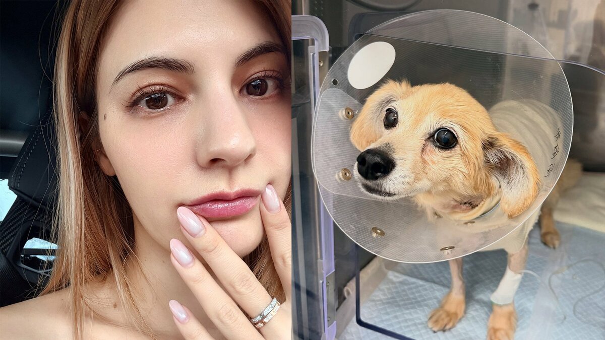 【 マギー 】「3月に急性肺水腫になり通院と投薬生活」“13歳になる愛犬” 手術と術後の経過を報告
