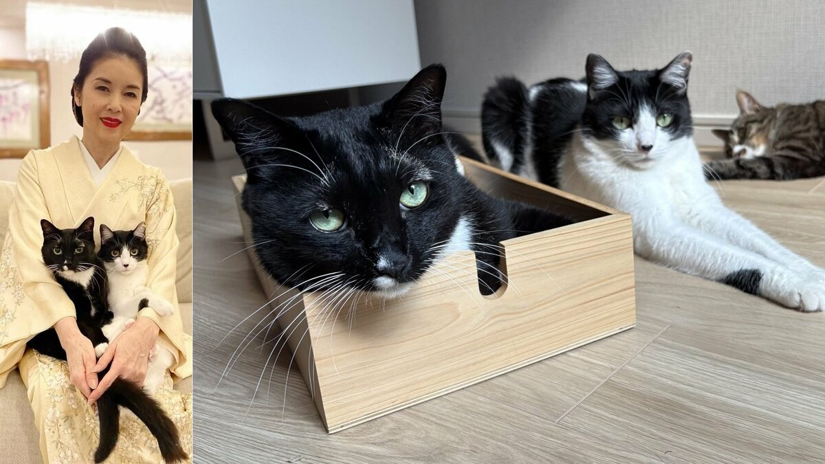 【 ねこ 】藤あや子の愛猫「距離感が近くなっていることをお知らせします」先住マル&オレオと保護猫じゃこ天がくつろぐ
