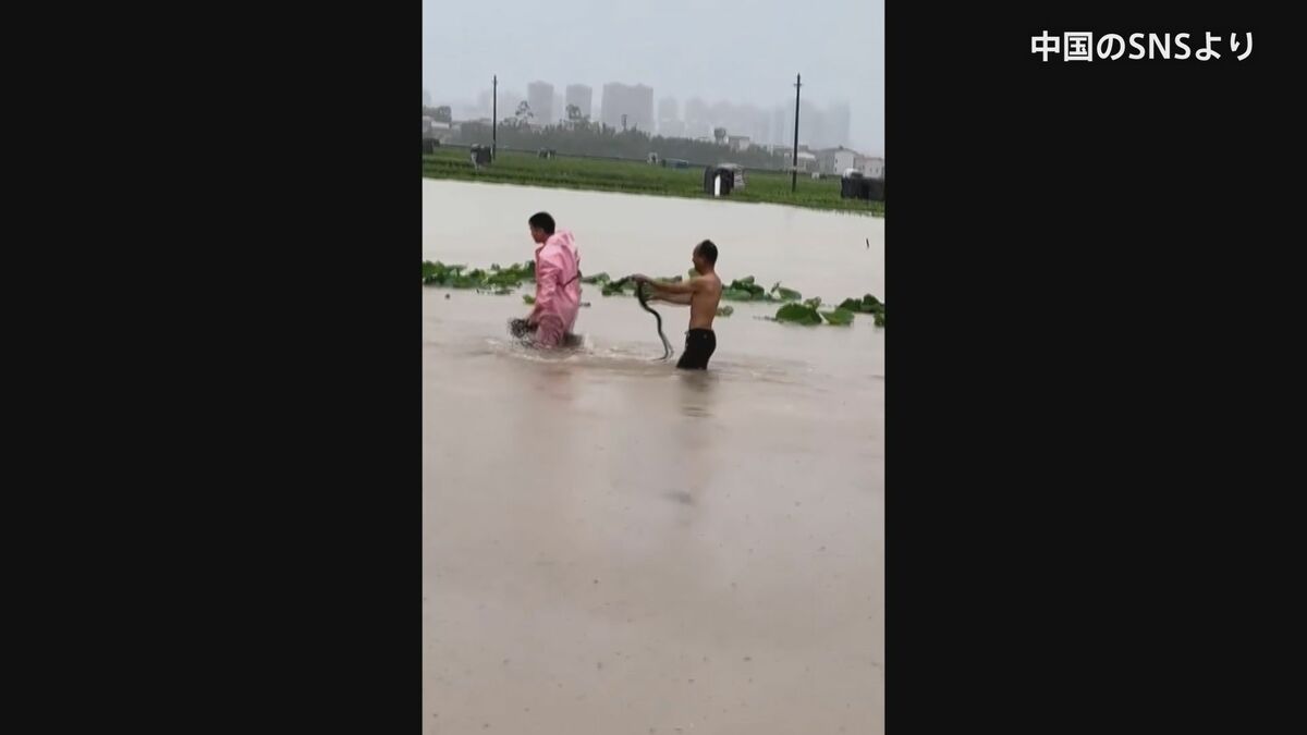 中国・広西チワン族自治区で多数のヘビが脱走　かまれた女性が死亡　台風10号の豪雨で洪水発生