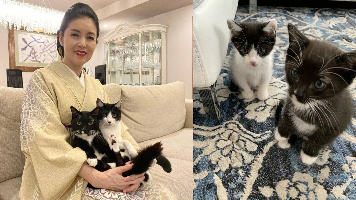 【 ねこ 】藤あや子さん 10日に愛猫の〝ウチの子記念日〟 7年前の仔猫姿にフォロワー共感&愛猫写真投げ合い渋滞