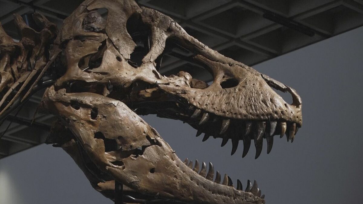 “最も完全な状態に近いティラノサウルス” 恐竜の化石史上最高額の81億円で落札