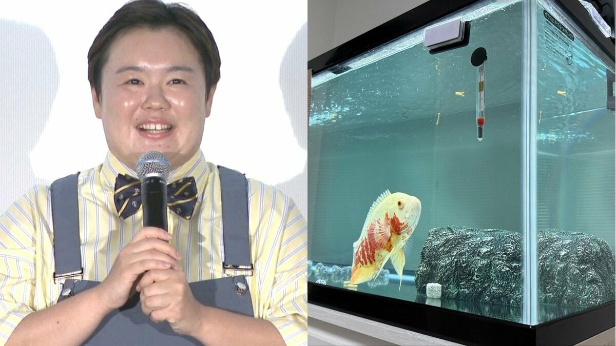 【 やす子 】熱帯魚&金魚に「夢だった」大水槽をプレゼント 「オスカー30センチくらいなのにノビノビ」ご満悦