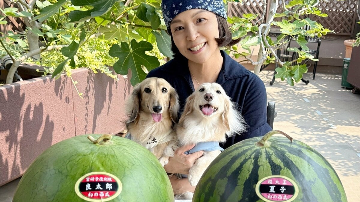 【 石原詢子 】杉良太郎さんの『良太郎スイカ』と『夏子スイカ』を堪能 杉家の愛犬たちにもメロメロ