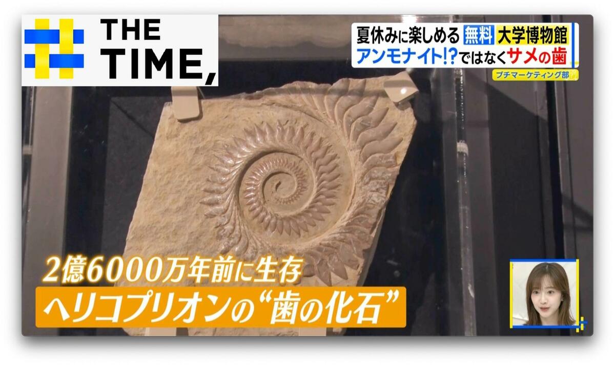 泳ぎ出しそうなほどリアルな“化石の水族館”…夏休みに無料で楽しめる大学博物館【THE TIME,】