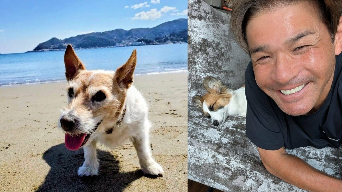 【 いぬ 】照英の愛犬パピコ「酷暑日が続いていて難しいですかね〜」 お昼寝で外遊びは思案中 先輩の愛犬テンはビーチの思い出